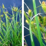 Lurid Sedge