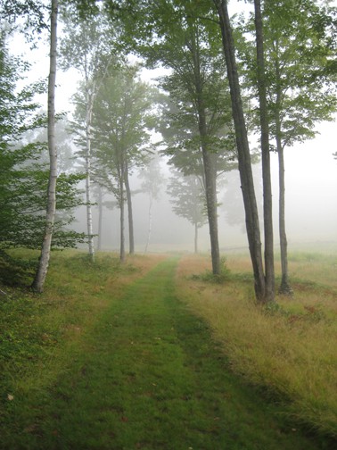 The path to the pond