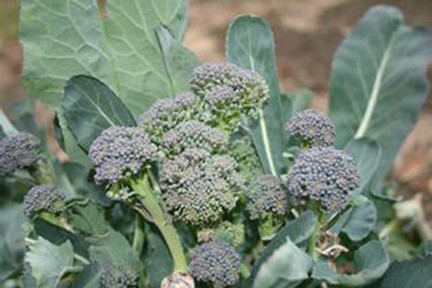 Broccoli close-up