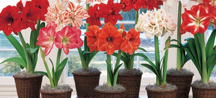 Amaryllis