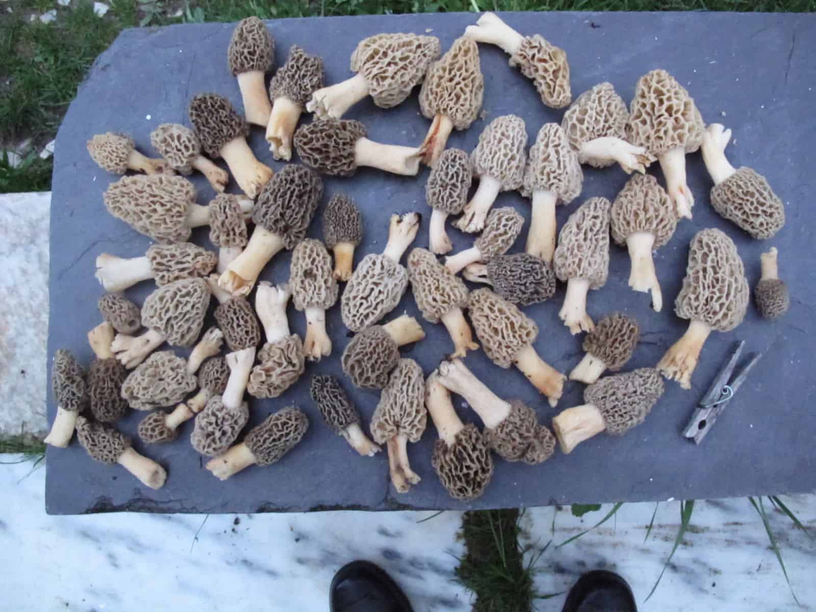 A Walk in the Woods: Morels and More