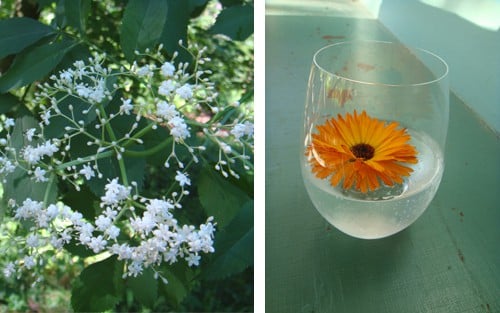 Sipping Summer: Garden-Inspired Beverages