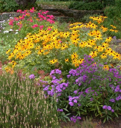 Reviving Rudbeckia: A Case Study of Downy Mildew | Julie Moir Messervy ...