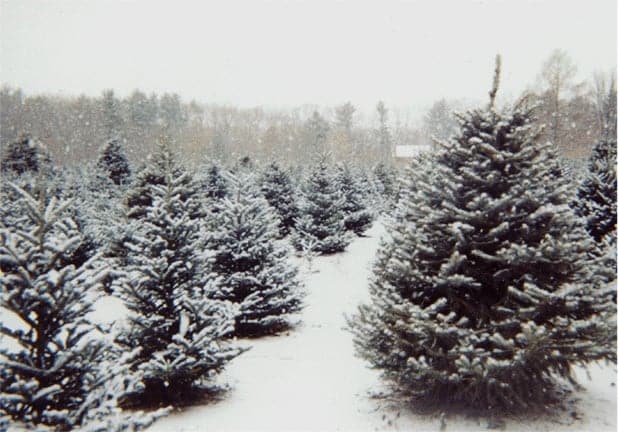 Christmas Trees: Sustainable Choices