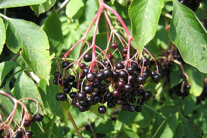 Sambucus, Elderberry