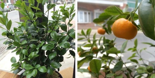 miniature orange tree